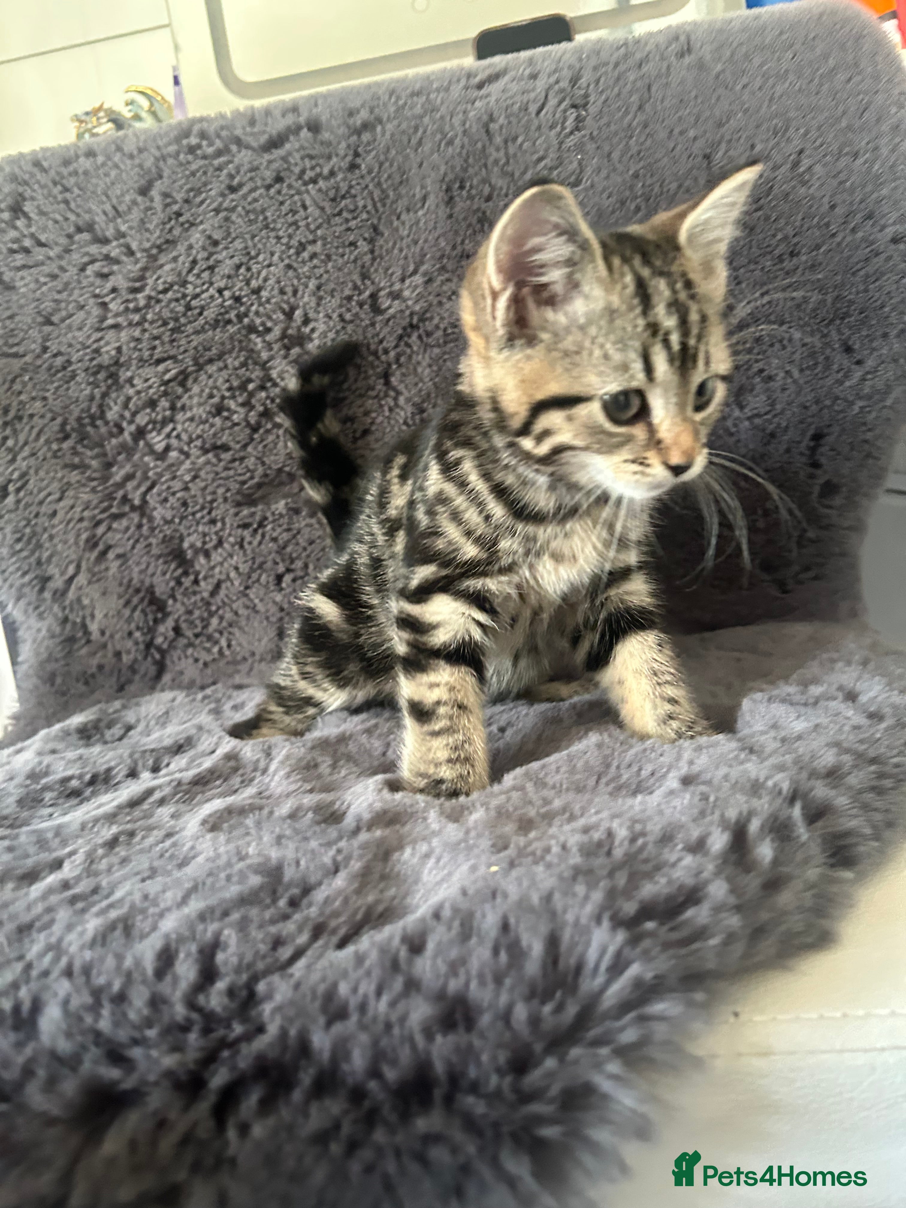 Mixed Breed cats KITTENS - Advert 1