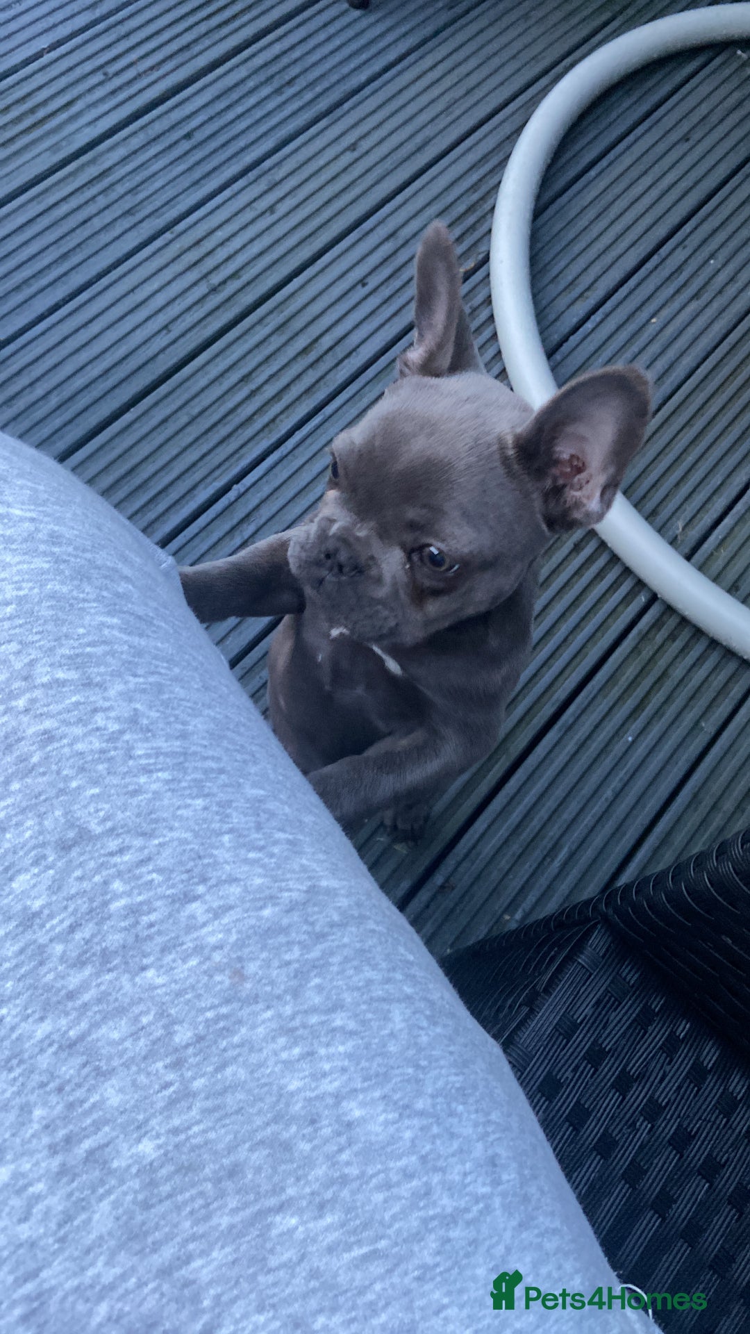 French Bulldog dogs for sale: French bulldog pup girl BLUE 13 weeks old - Image 32