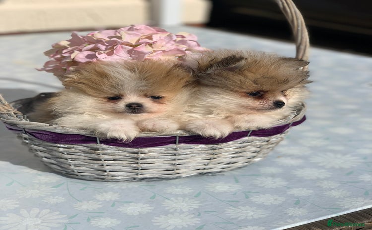Pomeranian dogs - Advert 1