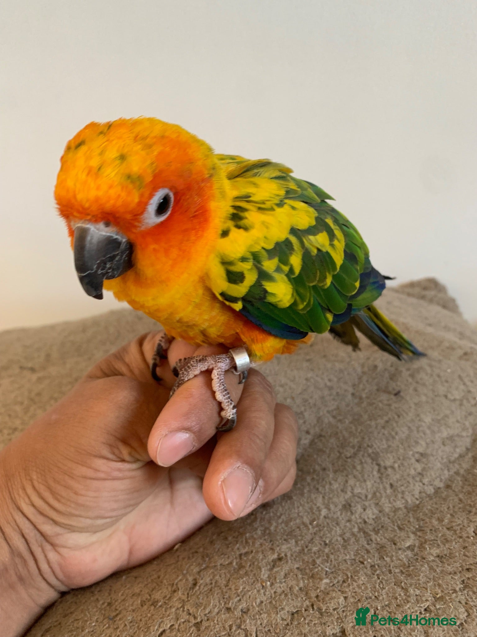 Parakeets birds Hand tame sunconure Quaker and Alexandrian parrot  - Advert 1