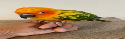 Parakeets birds for sale: Hand tame sunconure Quaker and Alexandrian parrot  - Advert 1