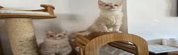 Maine Coon cats for sale: Two beautiful Maine Coon kittens - Advert 1