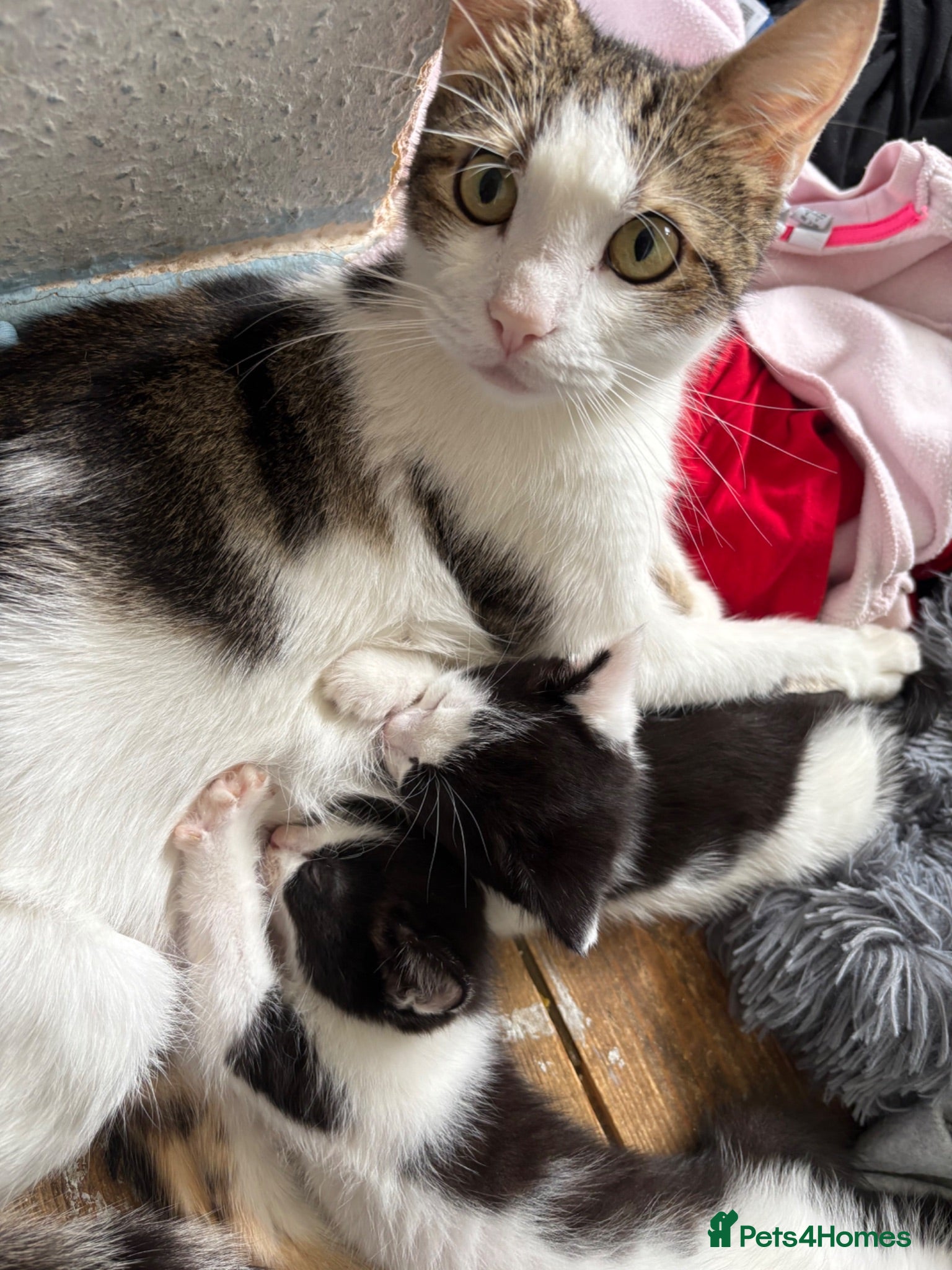 Mixed Breed cats Beautiful kittens  - Advert 1