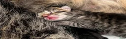 British Longhair cats for sale: Stunning Fluffy Tabby Longhaired  - Advert 17