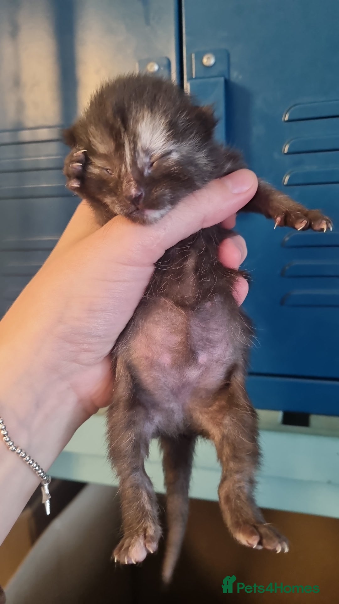 Domestic Shorthair cats for sale: Beautiful mix of kittens  - Image 6