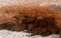 Toy Poodle dogs for stud: Toy poodle Stud  in Markfield - Image 6