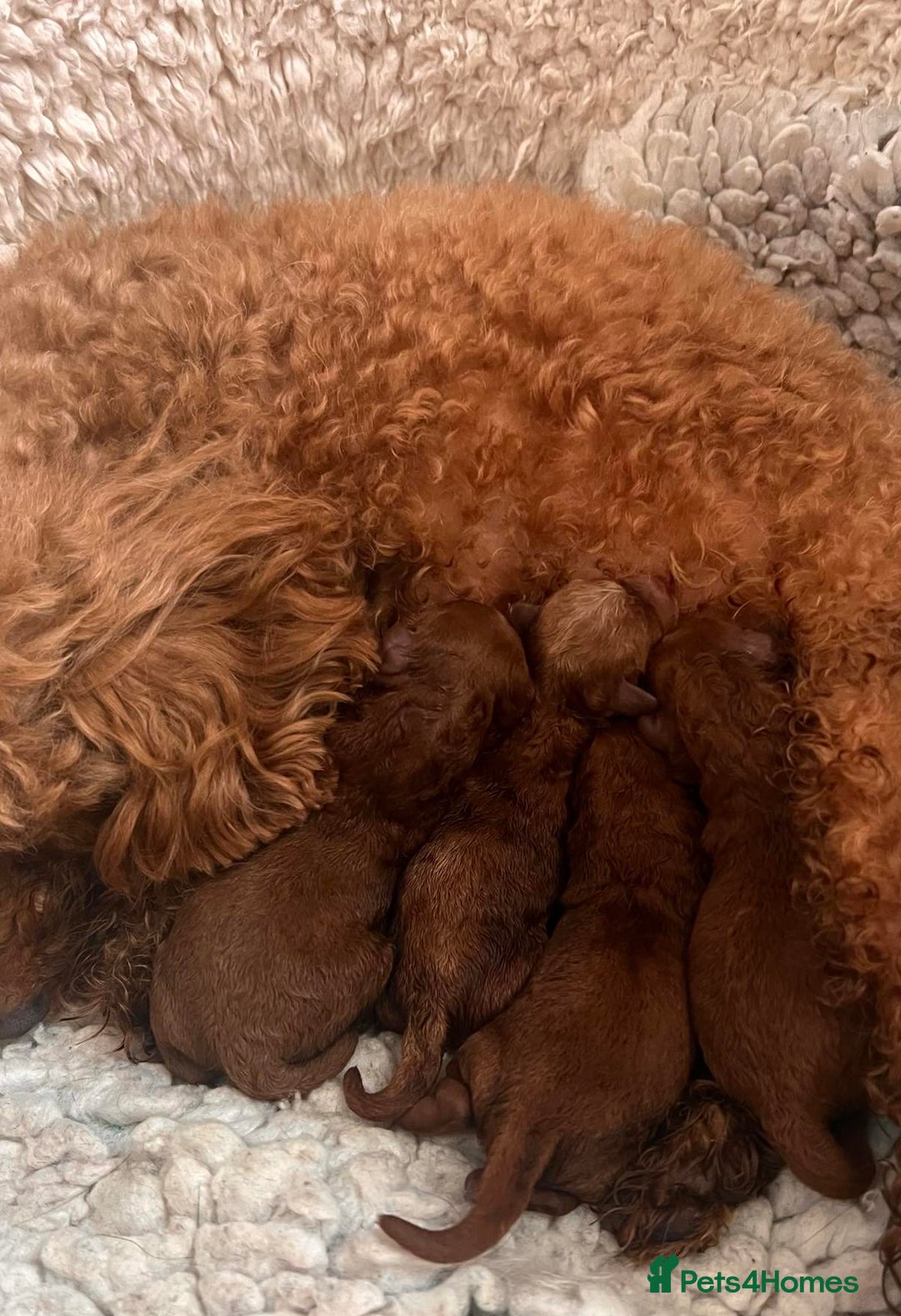 Toy Poodle dogs for stud: Toy poodle Stud  in Markfield - Image 6