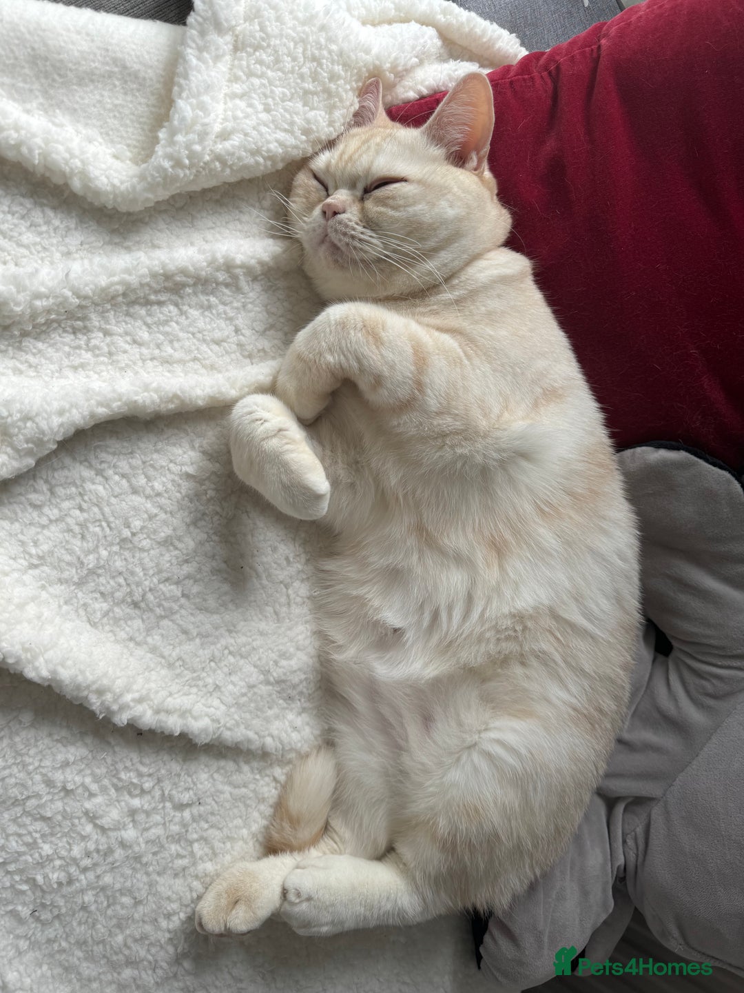 Domestic Shorthair cats for sale: Red Silver Domestic Shorthair - Image 7