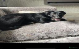 Mixed Breed dogs for sale: Rehoming  - Image 2