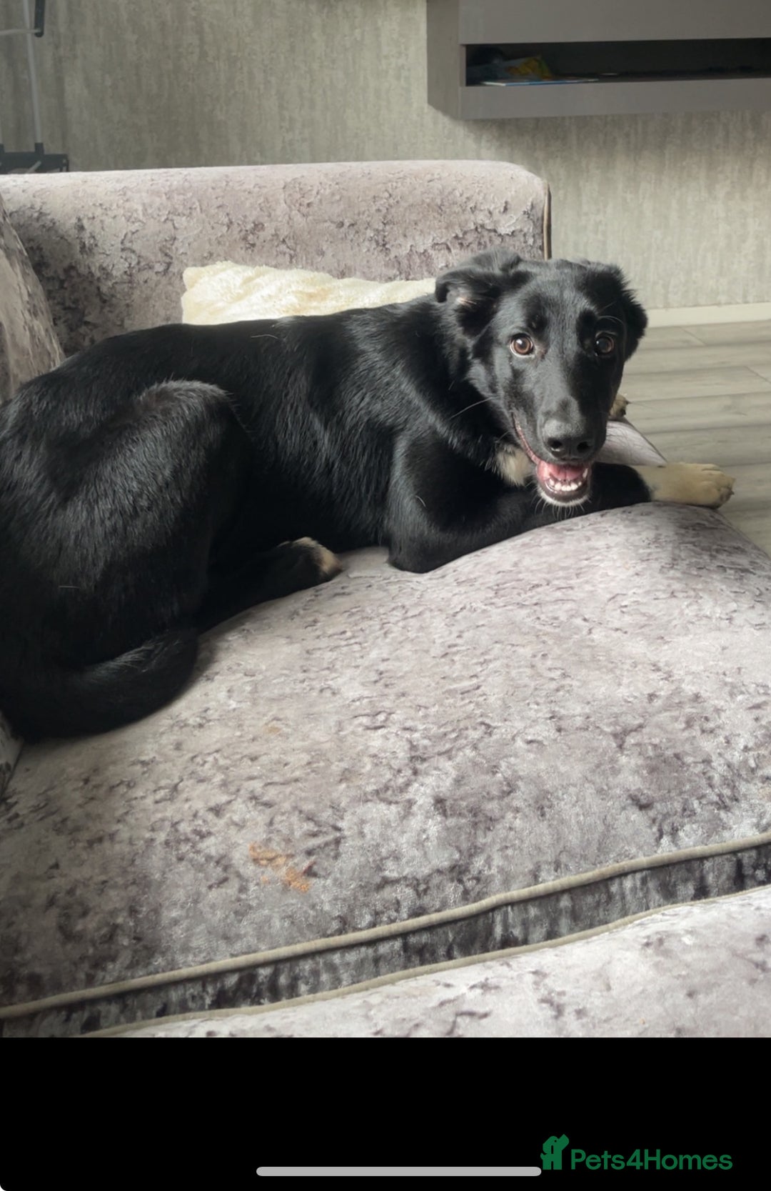 Mixed Breed dogs for sale: Rehoming  - Image 2