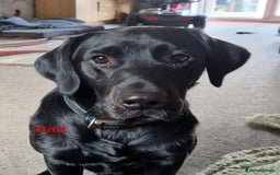 Labrador Retriever dogs for sale: Black labrador puppies  - Image 3