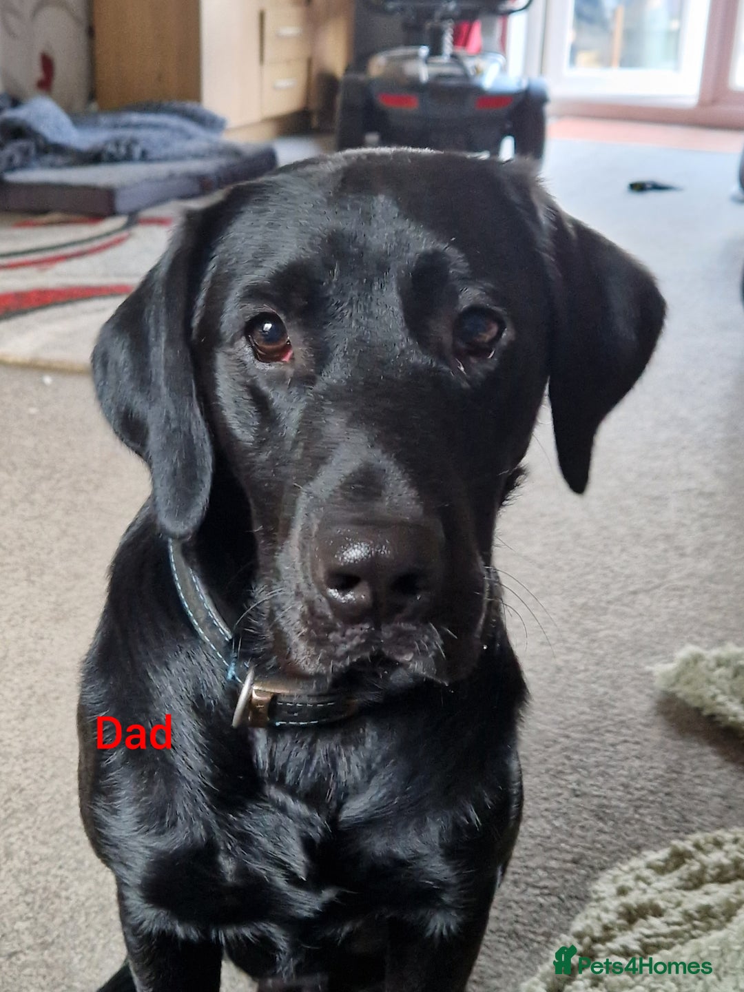 Labrador Retriever dogs for sale: Black labrador puppies  - Image 3