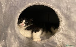 Mixed Breed cats for sale: 8 WEEK OLD SUPER FRIENDLY KITTENS READY NOW - Advert 2