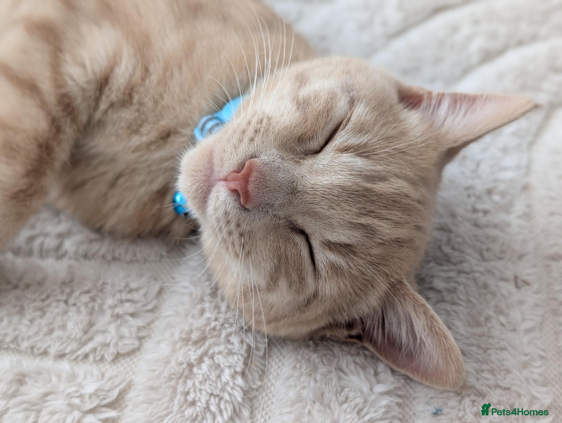 Domestic Shorthair cats Male kitten - Advert 1