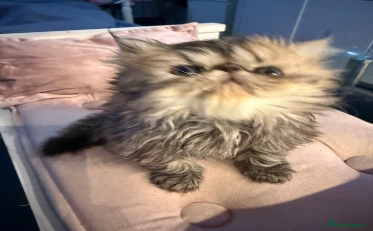 Persian cats - Advert 11