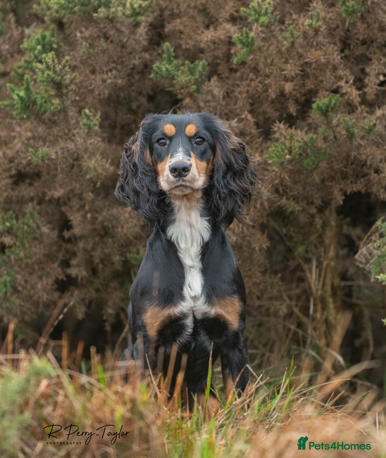Cocker Spaniel dogs FTCH X OFTAW Health Tested Stud - Advert 1