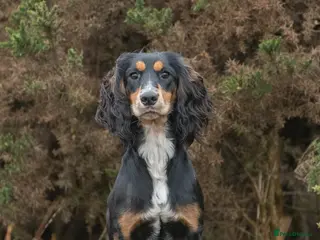 Cocker Spaniel dogs FTCH X OFTAW Health Tested Stud - Advert 1
