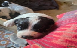 Mixed Breed dogs for sale: Sweetest Sprollies - Image 6
