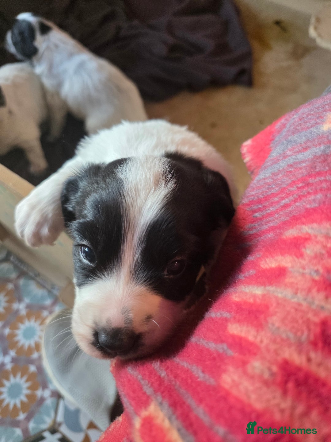 Mixed Breed dogs for sale: Sweetest Sprollies - Image 6