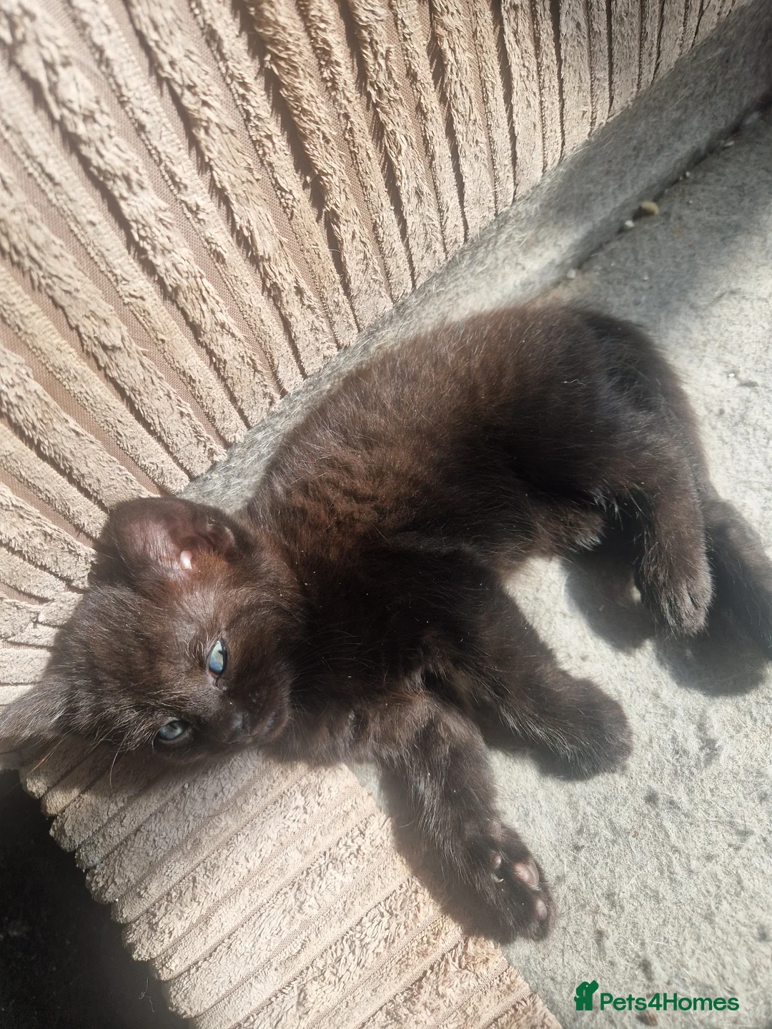 Mixed Breed cats for sale: All females kittens  - Advert 1