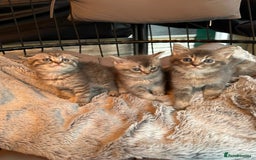 Mixed Breed cats for sale: Maine coon x Scottish fold kittens - Image 34