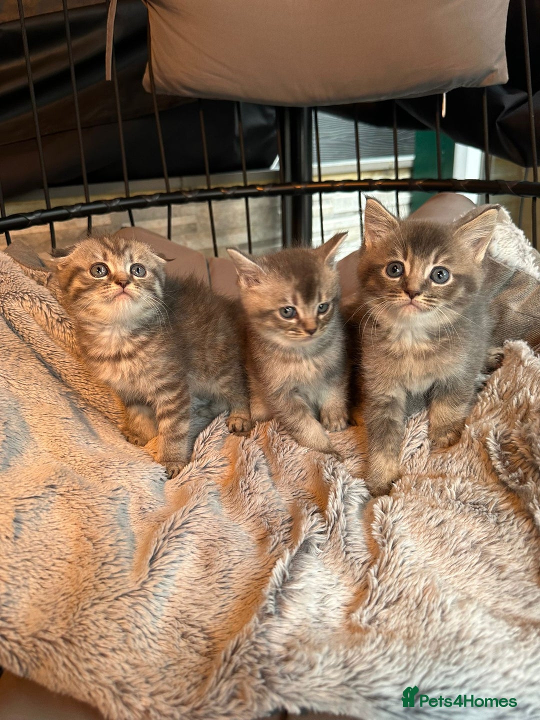 Mixed Breed cats for sale: Maine coon x Scottish fold kittens - Image 34