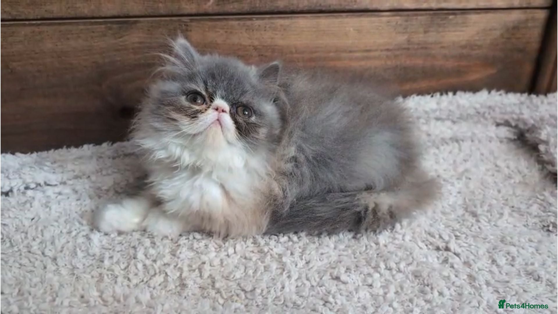 Persian cats Persian Kittens - Advert 2