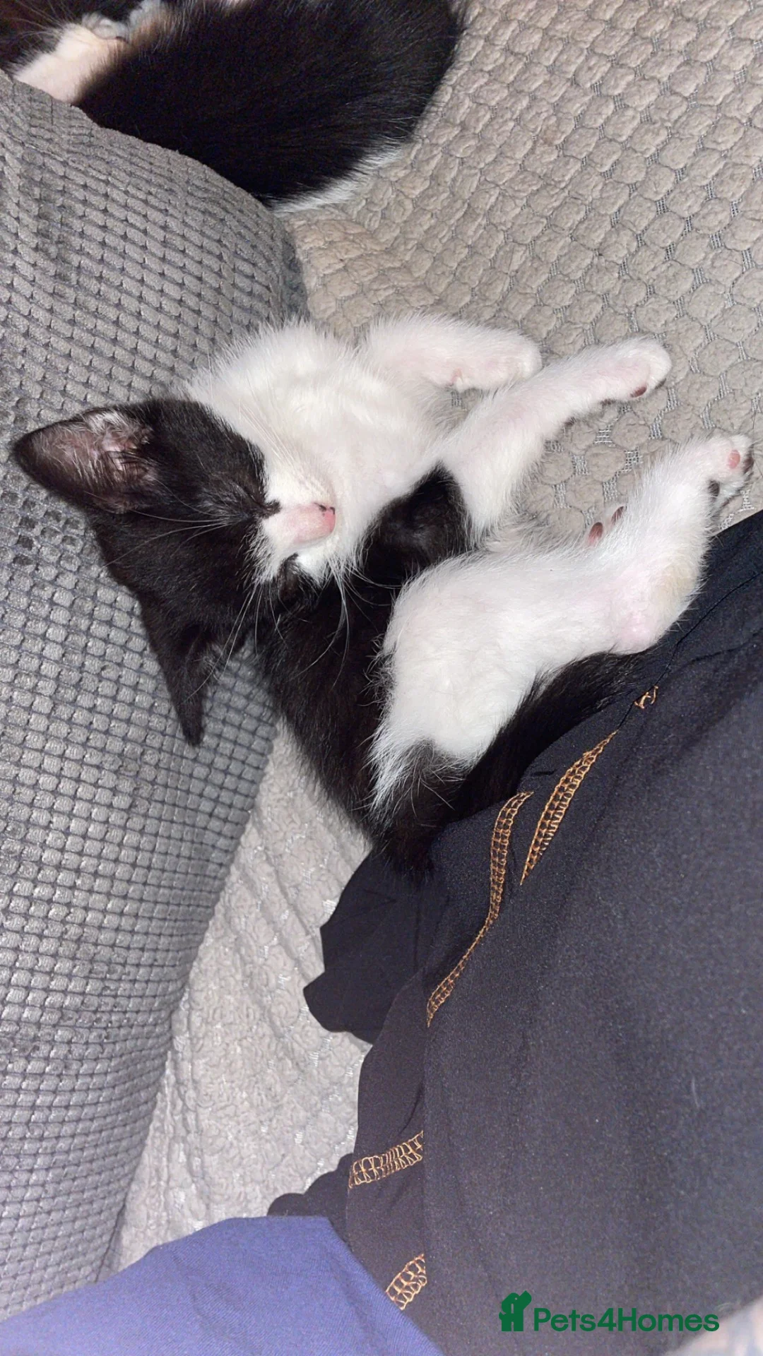 Mixed Breed cats for sale: Mixed breed kittens  - Advert 13