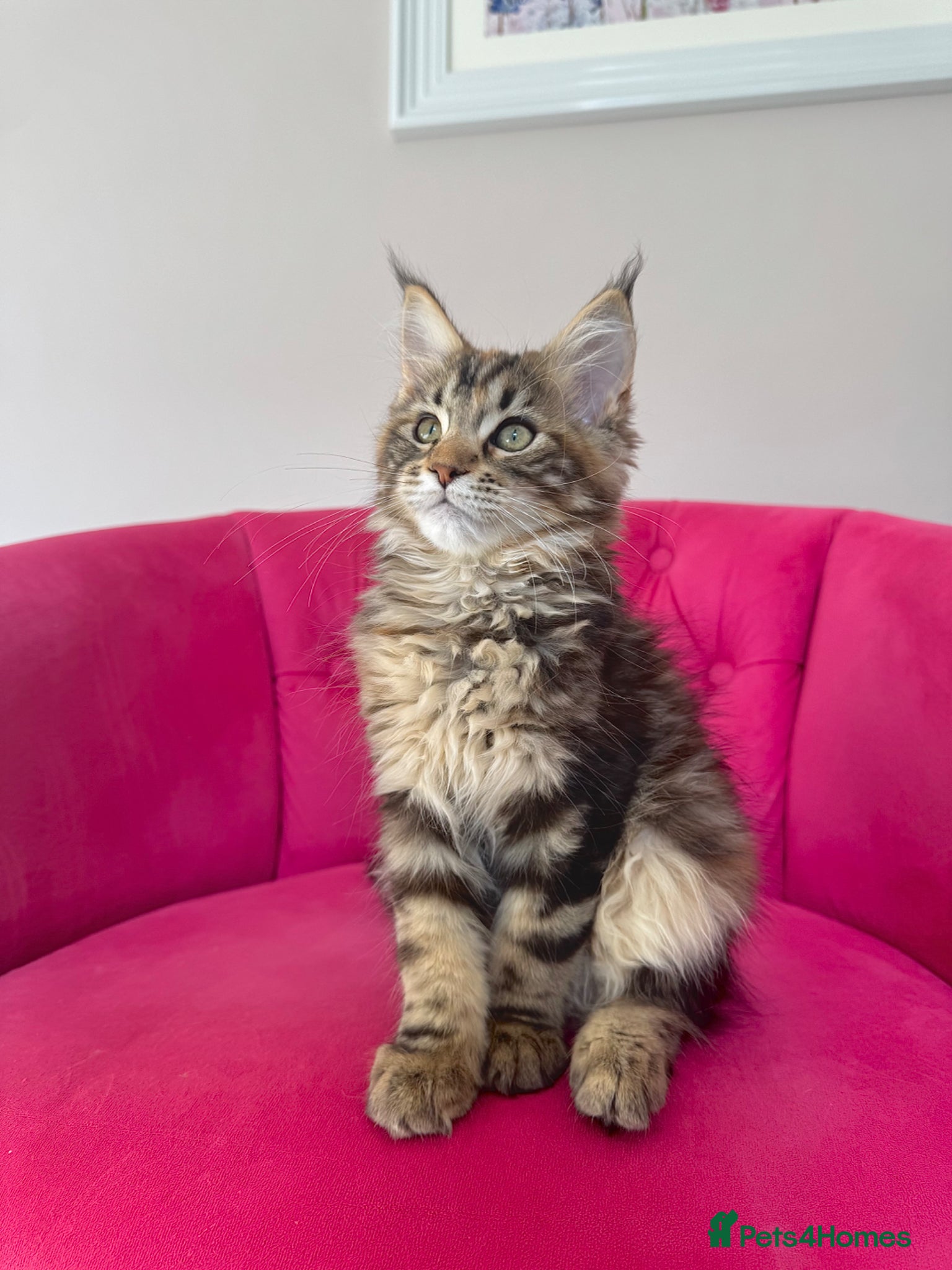 Maine Coon cats Maine Coon Kittens 🏆 20+ gen 🧬 Full Pedigree - Advert 2