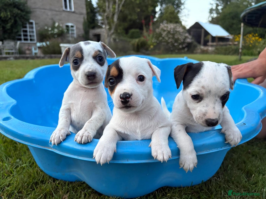 Jack Russell dogs for sale: 5 Jack Russell Puppies - Image 6