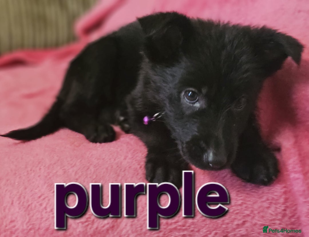 German Shepherd dogs for sale: German Shepherd puppies - Image 18