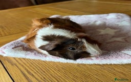 Guinea Pig rodents for sale: Pair of Female Guinea Pigs with cage - Image 10