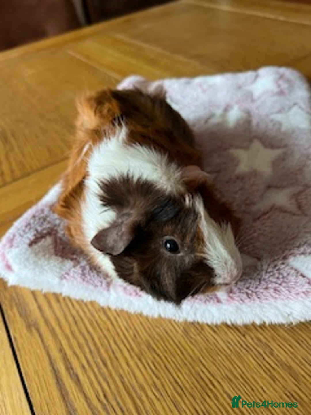 Guinea Pig rodents for sale: Pair of Female Guinea Pigs with cage - Image 10