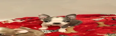 Boston Terrier 6