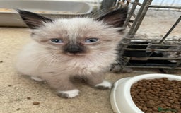 Mixed Breed cats for sale: Ragdoll x maincoon kittens available now - Image 10