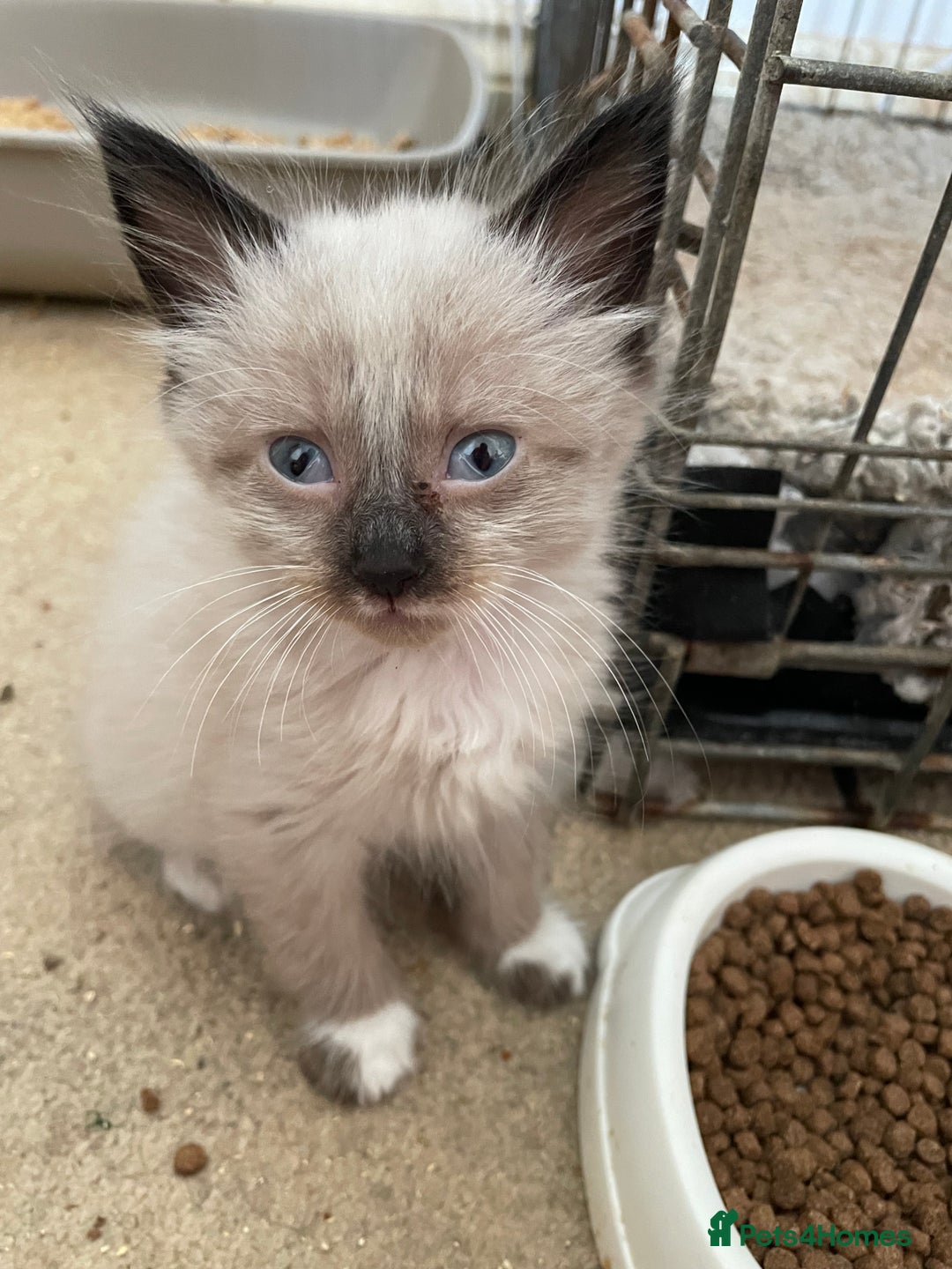 Mixed Breed cats for sale: Ragdoll x maincoon kittens available now - Image 10