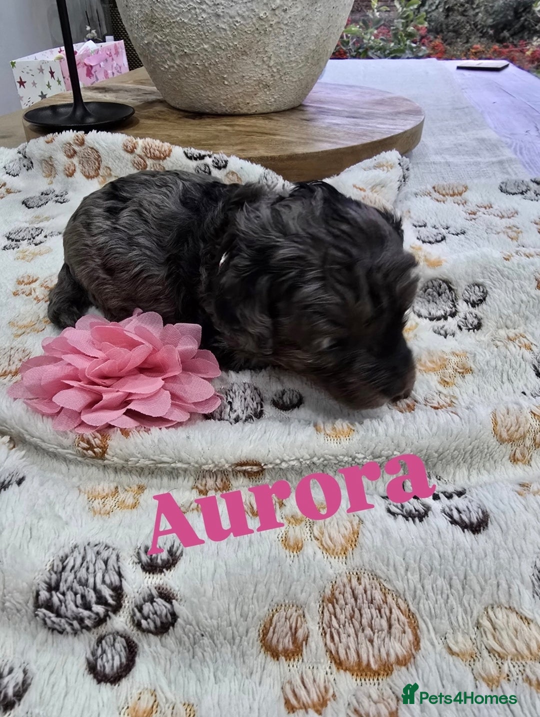 Cavapoo dogs for sale: Beautiful fully health tested cavapoo puppies  - Advert 35