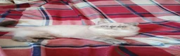 Exotic cats for sale: Blue eyed Colourpoint Persian Exotics  - Advert 16