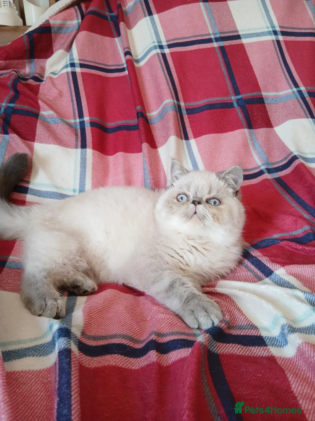 Exotic cats for sale: Blue eyed Colourpoint Persian Exotics  - Advert 16