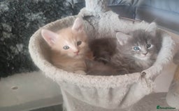 Maine Coon cats for sale: Adorable Maine coons - Image 1