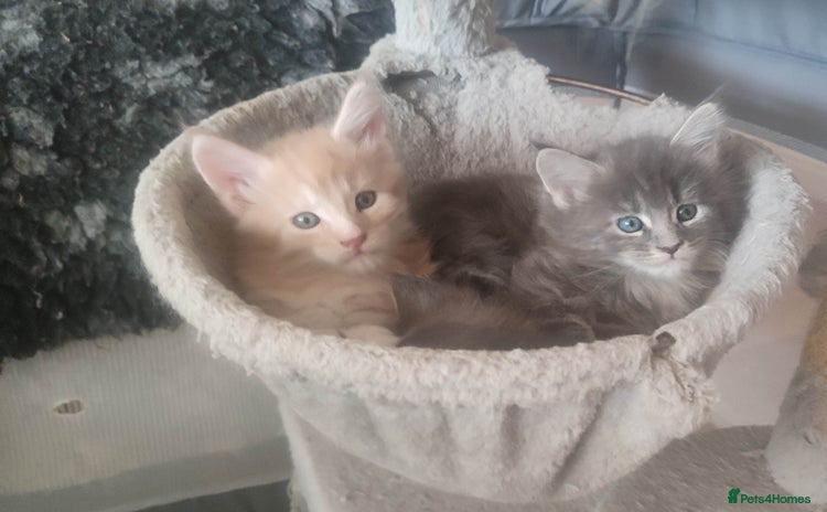 Maine Coon cats - Advert 16