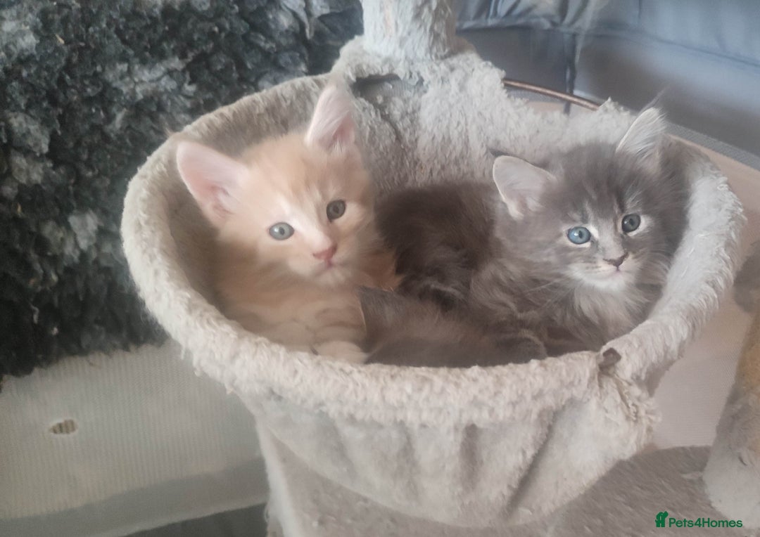 Maine Coon cats for sale: Adorable Maine coons - Image 1