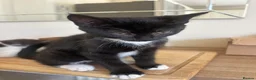 Mixed Breed cats for sale: *ONLY ONE LEFT* Happy, friendly litter of Kittens - Advert 20