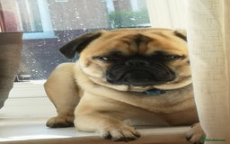 Mixed Breed dogs for sale: Zenny - Image 2