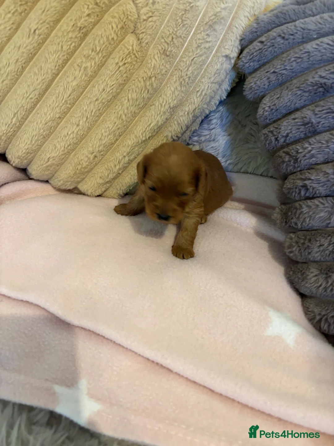 Cockapoo dogs for sale: RICH RED F1 TOY COCKAPOO PUPPIES - Advert 2