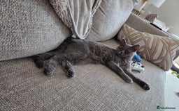British Shorthair cats for sale: Rosie - Image 2