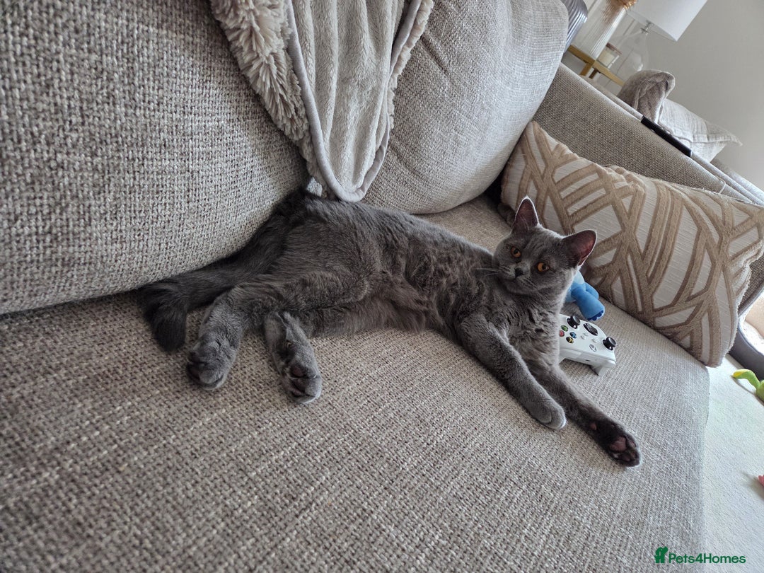 British Shorthair cats for sale: Rosie - Image 2