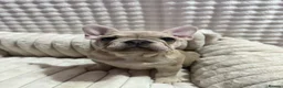 French Bulldog dogs for sale: French bulldog - Advert 6
