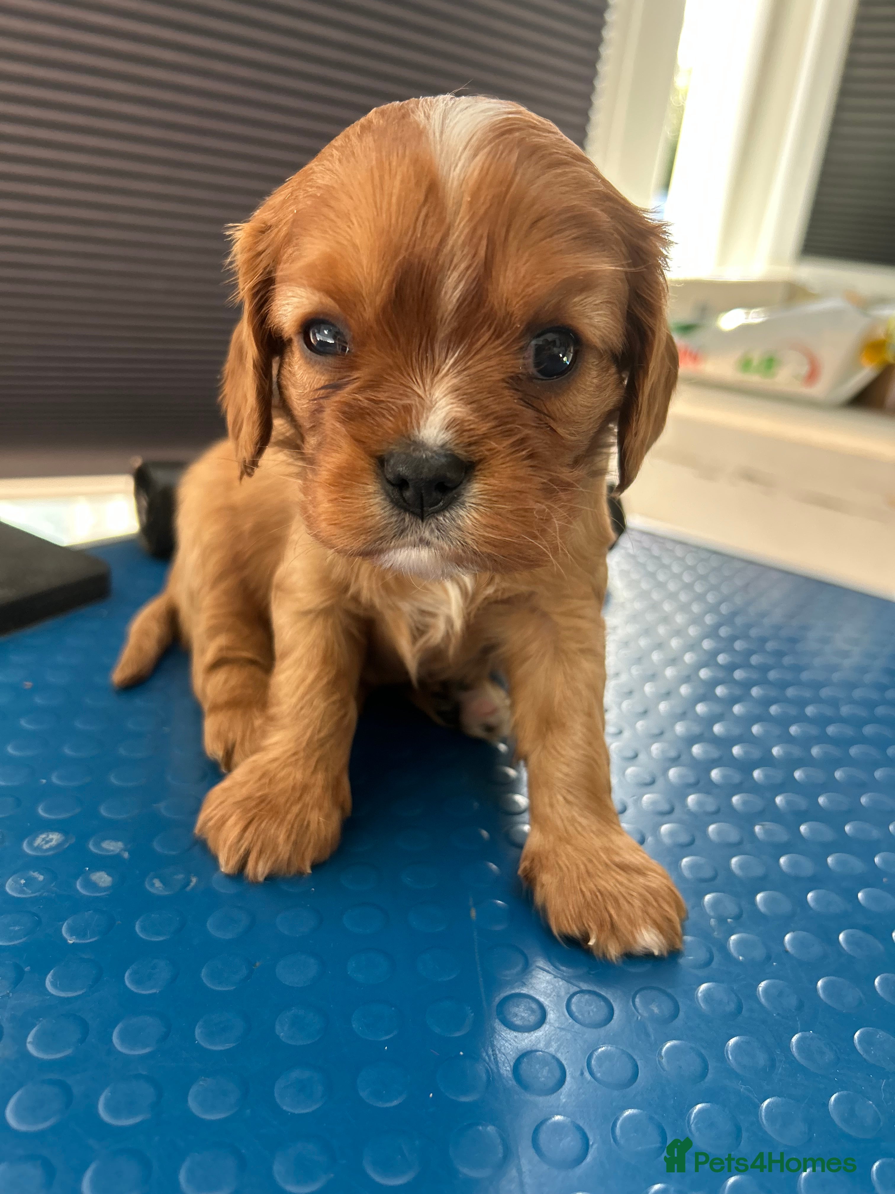 Cavalier King Charles Spaniel dogs Ruby boy available  - Advert 1