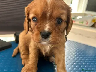 Cavalier King Charles Spaniel dogs Ruby boy available - Advert 1